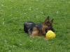 mit ball