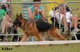 Etoo SG 1 Belgium Siegershow by judge Helmut König