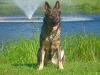 Pictures of Elka