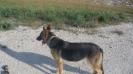 Playin fetch