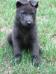 Photos of "Smokey" from pup until maturity