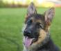 15 weeks old