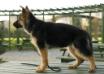 15 weeks old
