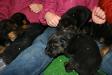 Puppies 4 males / 2 females 