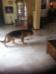 Biene at home