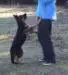 As a puppy