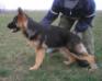 Tago 4,5 months old with trainer on training