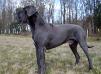 Dogue Allemand bleu mâle