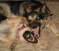 Zeke will play with me!