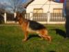 http://www.pedigreedatabase.com/german_shepherd_do