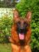 http://www.pedigreedatabase.com/german_shepherd_do