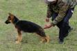 Harry v.d. Glockenheide between 3 and 6 month