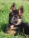 As a puppy