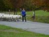 moving sheep on the road
