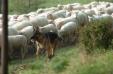 moving the sheep on the narrow road