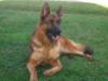 http://www.pedigreedatabase.com/german_shepherd_do