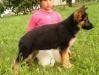 Barina from Puppy to Breeding Female