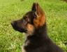 Barina from Puppy to Breeding Female