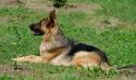 Barina from Puppy to Breeding Female