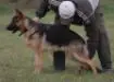 Barina from Puppy to Breeding Female