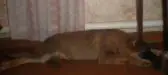 Деги2