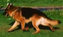 SHANTO`S PIC`S