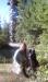 Axle's 11th Birthday hike, Haybrook lookout, Snoho