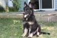12 weeks