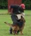 Schutzhund 2 (SG)- 2010 Alaska Schutzhund Club