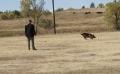 Sch 3 (SG) (V-Obedience) - High Plains Schutzhund