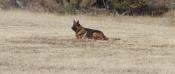 Sch 3 (SG) (V-Obedience) - High Plains Schutzhund