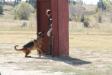 Sch 3 (SG) (V-Obedience) - High Plains Schutzhund