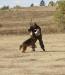 Sch 3 (SG) (V-Obedience) - High Plains Schutzhund