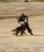 Sch 3 (SG) (V-Obedience) - High Plains Schutzhund