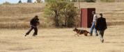 Sch 3 (SG) (V-Obedience) - High Plains Schutzhund