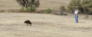Sch 3 (SG) (V-Obedience) - High Plains Schutzhund