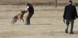 Sch 3 (SG) (V-Obedience) - High Plains Schutzhund