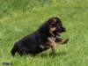 Puppy from breeder Xtas