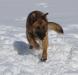 Esko playing in the snow 2-13-11