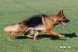 movimento di casey