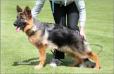 Effie 6 months Top female puppy 2010
