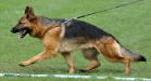 Effie 6 months Top female puppy 2010