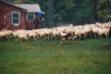 moving the sheep in the pouring rain