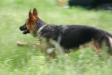 Adler Von Windfall, running in a field.