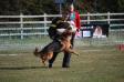 British Sieger 2011