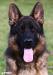 Hoss head 13 months