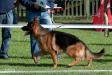 Croatia BSZS 2011 Cay Dogshof SG 5