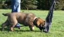Emery Puppy