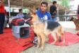 at Cochin dogs show 2011 placed Class 2nd