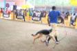 at Cochin dogs show 2011 placed Class 2nd
